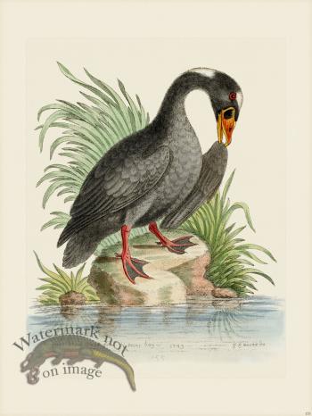 Edwards 155 Black Duck